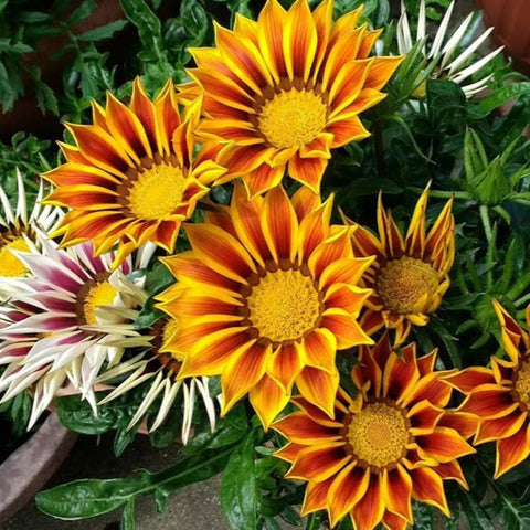 SEMILLAS FLORES