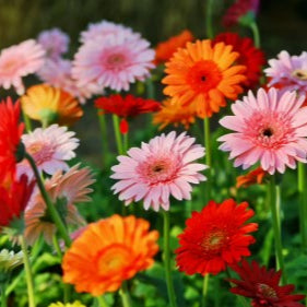 SEMILLAS FLORES