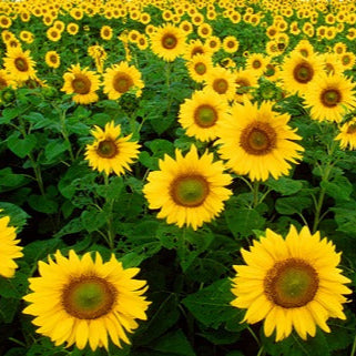 SEMILLAS FLORES