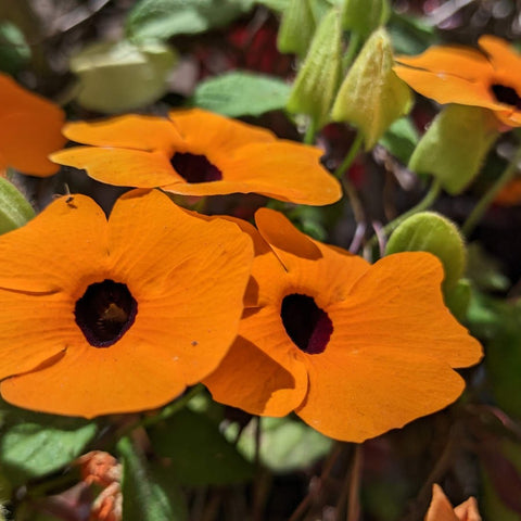 SEMILLAS FLORES