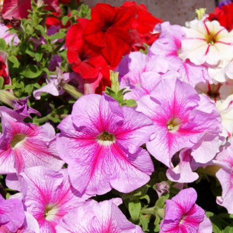 SEMILLAS FLORES