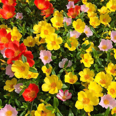 SEMILLAS FLORES