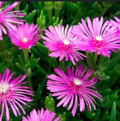 SEMILLAS FLORES