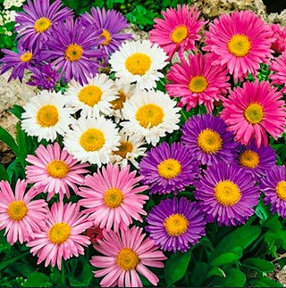 SEMILLAS FLORES