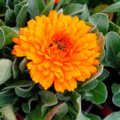 SEMILLAS FLORES