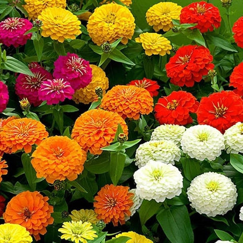 SEMILLAS FLORES