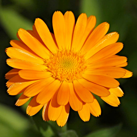 SEMILLAS FLORES