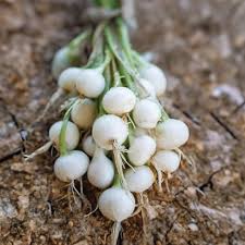 SEMILLA CEBOLLA DE GUARDA