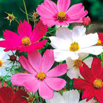 SEMILLAS FLORES