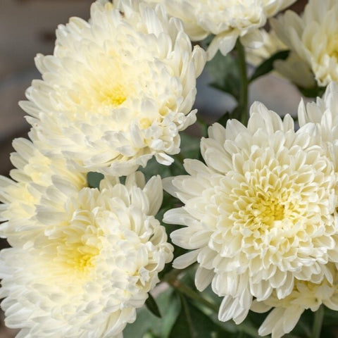 SEMILLAS FLORES