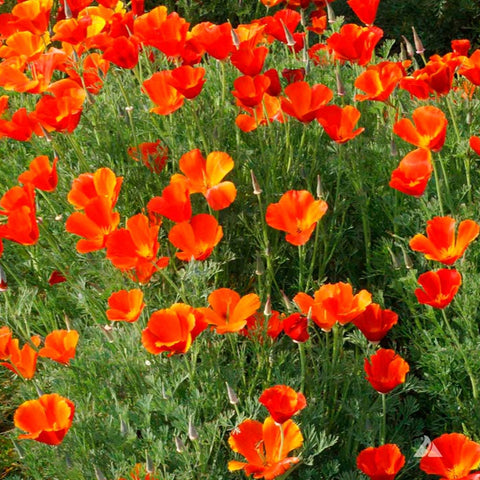 SEMILLAS FLORES