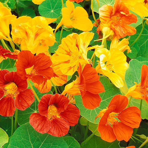 SEMILLAS FLORES