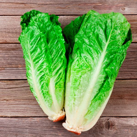 SEMILLA LECHUGA