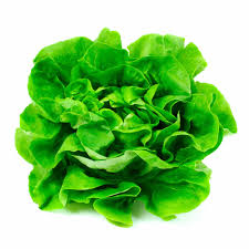 SEMILLA LECHUGA