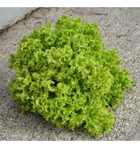 SEMILLA LECHUGA