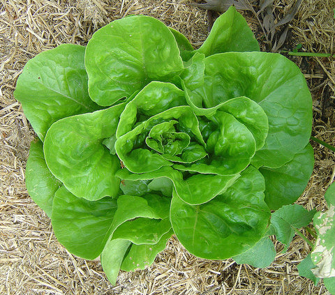 SEMILLA LECHUGA