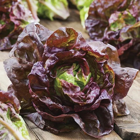 SEMILLA LECHUGA