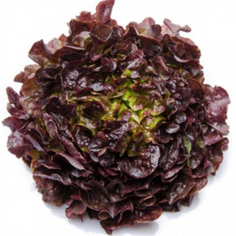 SEMILLA LECHUGA