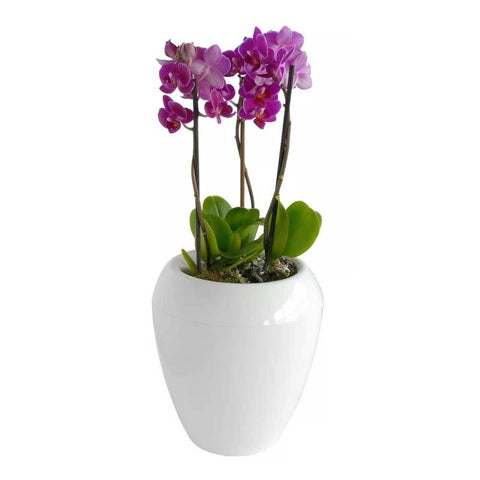 Macetero Autorregante Calimera 17 CM