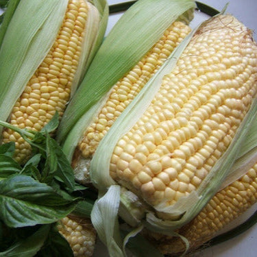 SEMILLA MAIZ HUMERO