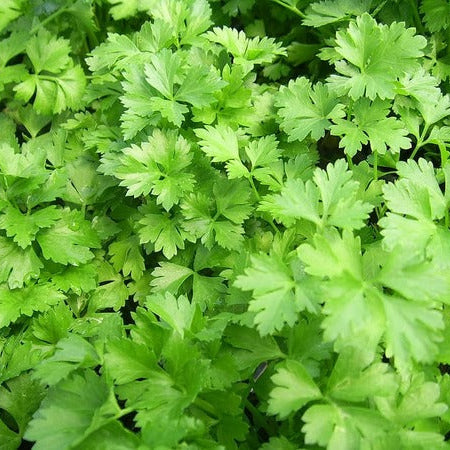 SEMILLA PEREJIL