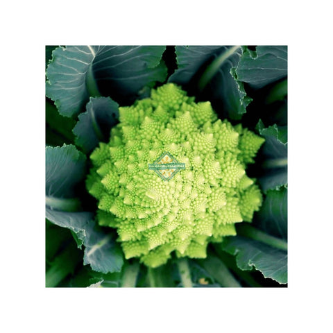 SEMILLA ROMANESCO