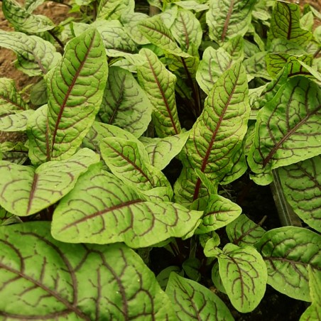 SEMILLA RUMEX