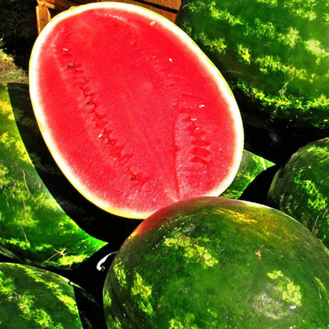SEMILLA SANDIA
