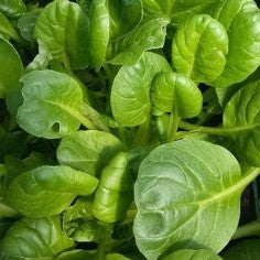 SEMILLA TATSOI VERDE