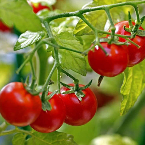 SEMILLA TOMATE CHERRY