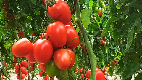 SEMILLA TOMATE