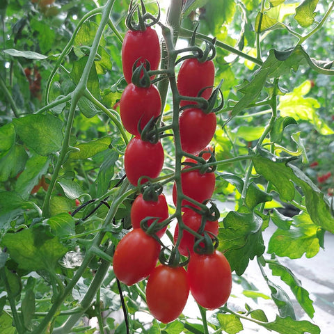SEMILLA TOMATE CHERRY