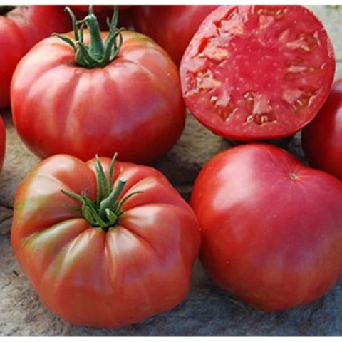 SEMILLA TOMATE