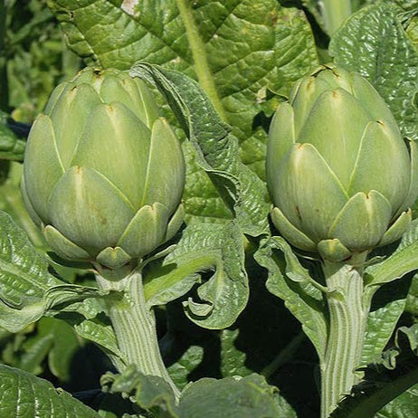SEMILLA ALCACHOFA