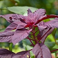 SEMILLA ALMARANTHUS DIABLO ROJO
