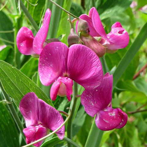 SEMILLAS FLORES