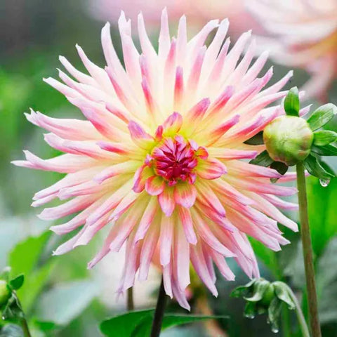 SEMILLA DALIA CACTUS