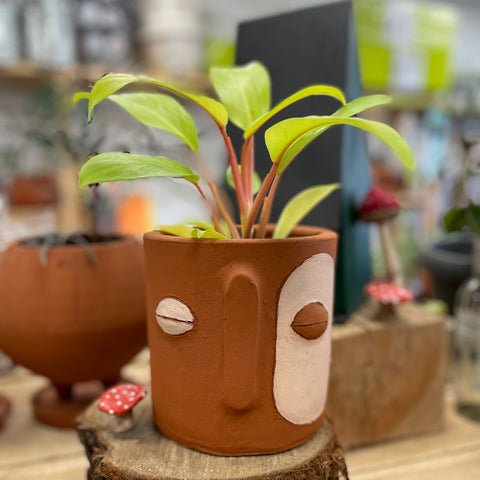 Macetero Carita Pintada