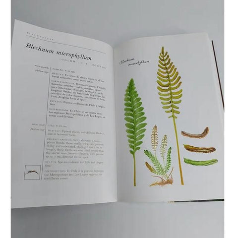Libro Helechos