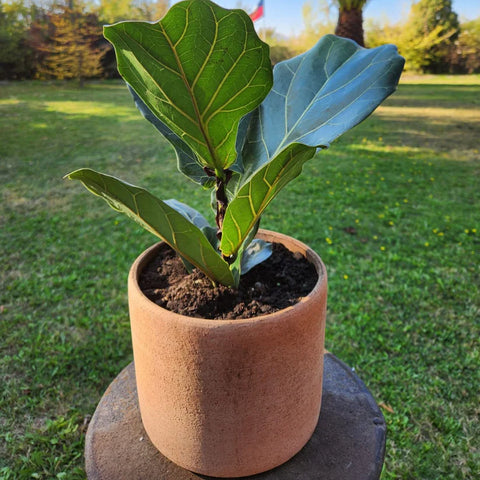 Macetero Luna 20 CM Terracota