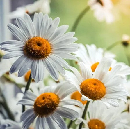 SEMILLAS FLORES