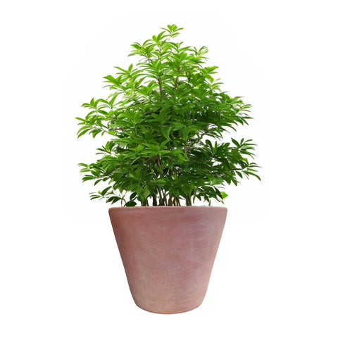 Macetero Dulce Cónico Terracota 23 CM