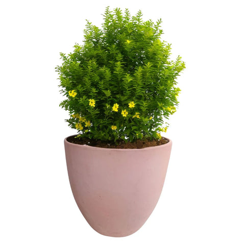 Macetero Dulce Ovalado Terracota 28 CM