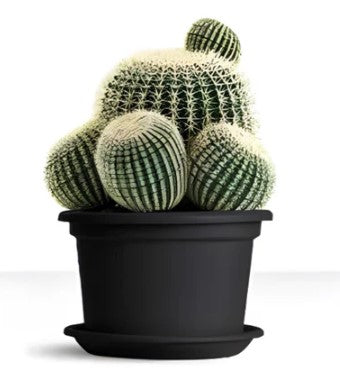 Macetero Guya 30 cm