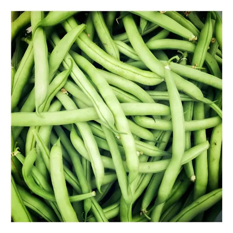 SEMILLA POROTO MAGNUM