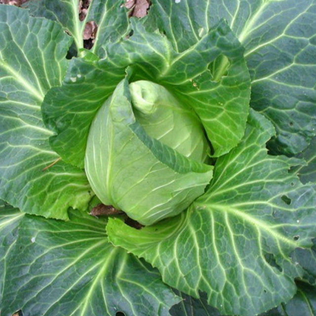 SEMILLA REPOLLO – Plantavidachile