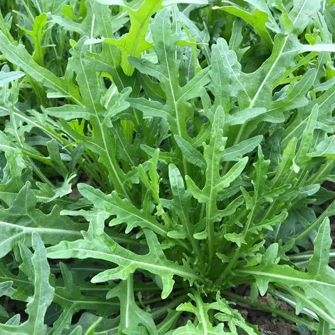 SEMILLA RÚCULA