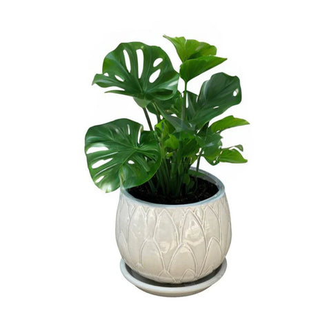Macetero Victoria 37 CM con Plato