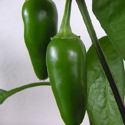 SEMILLA AJÍ
