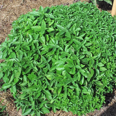 SEMILLA ALBAHACA